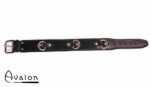 Avalon - VICTORY - Enkelt Collar med D-ringer og polstring, Sort